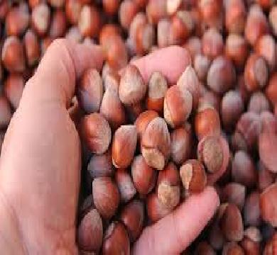 اسعار البندق في تركيا تقفز بزيادة 34 % بسبب موجه صقيع 